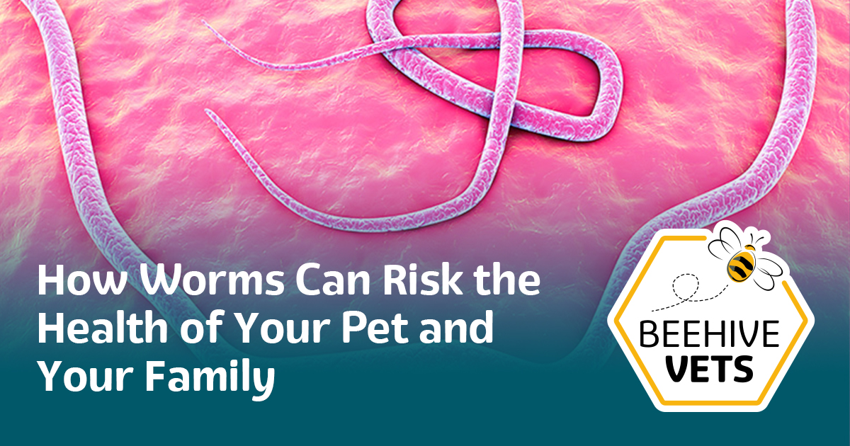 Picture of How Worms Can Risk the Health of Your Pet and Your Family