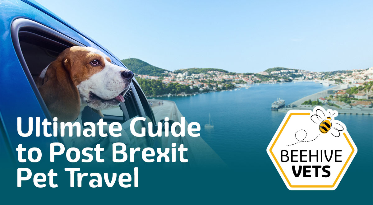 Ultimate Guide to Post Brexit Pet Travel All You Need to Know