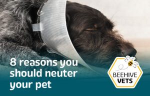 8 Reasons you should neuter your pet | Beehive Vets