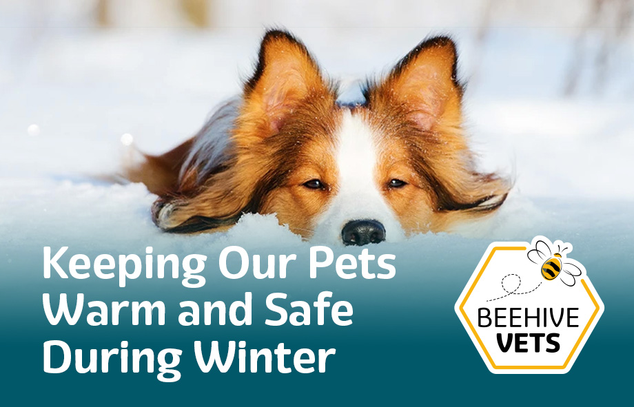 Keeping Our Pets Warm and Safe During Winter