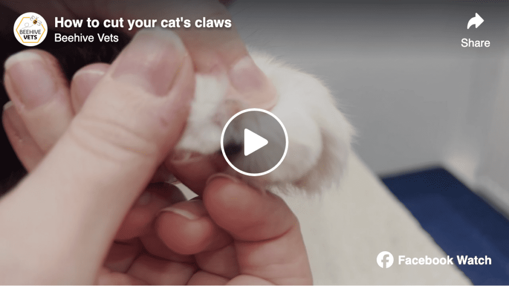 Video: How to cut your cat's claws | Beehive Vets