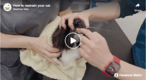 Video: How to restrain your cat | Beehive Vets