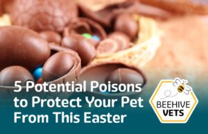 5 Potential Poisons to Protect Your Pet From This Easter