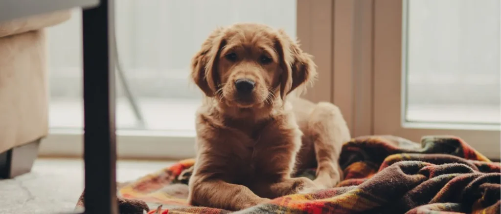 puppy on blanket