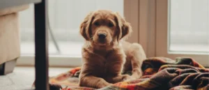 puppy on blanket