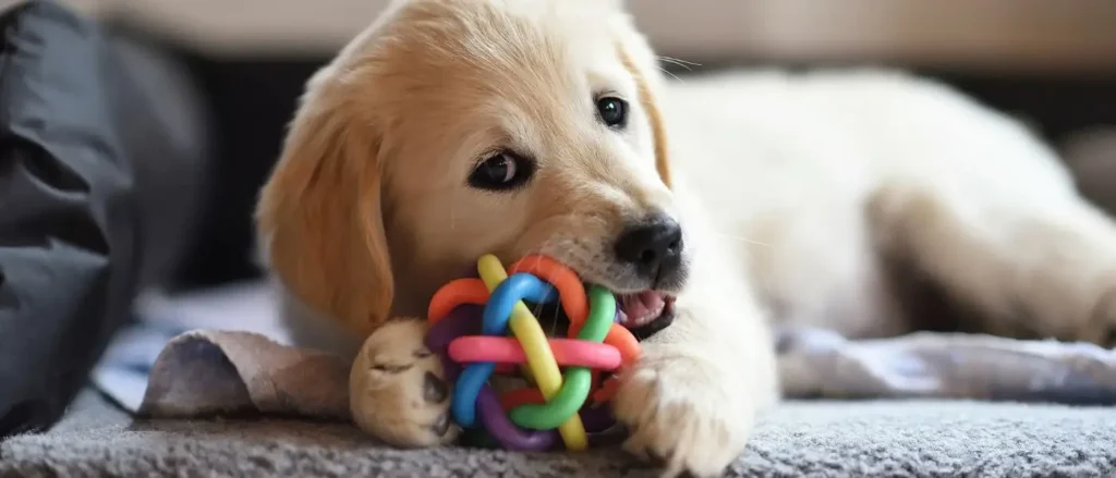 puppy chewing toy on floor