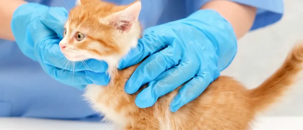 kitten getting checked by the vets