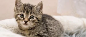 small kitten sat down
