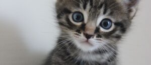 kitten staring at camera