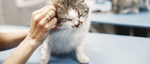 cat at vets getting checked