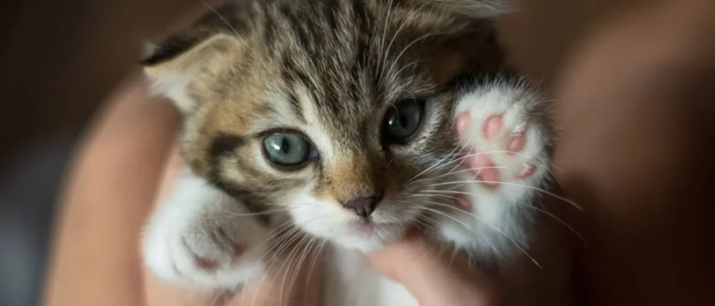 kitten held in someones hands