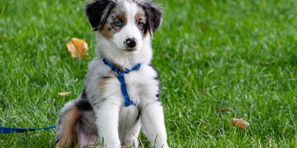 Parvovirus blog image (2)