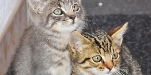 kitten-parasite-blog-image (1)
